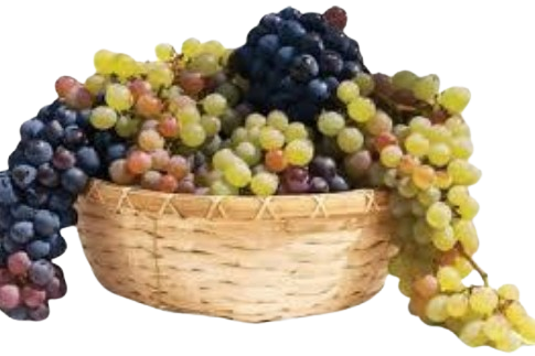 Central%20City%20Vineyard%20&%20Winery