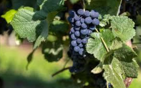 Central%20City%20Vineyard%20&%20Winery