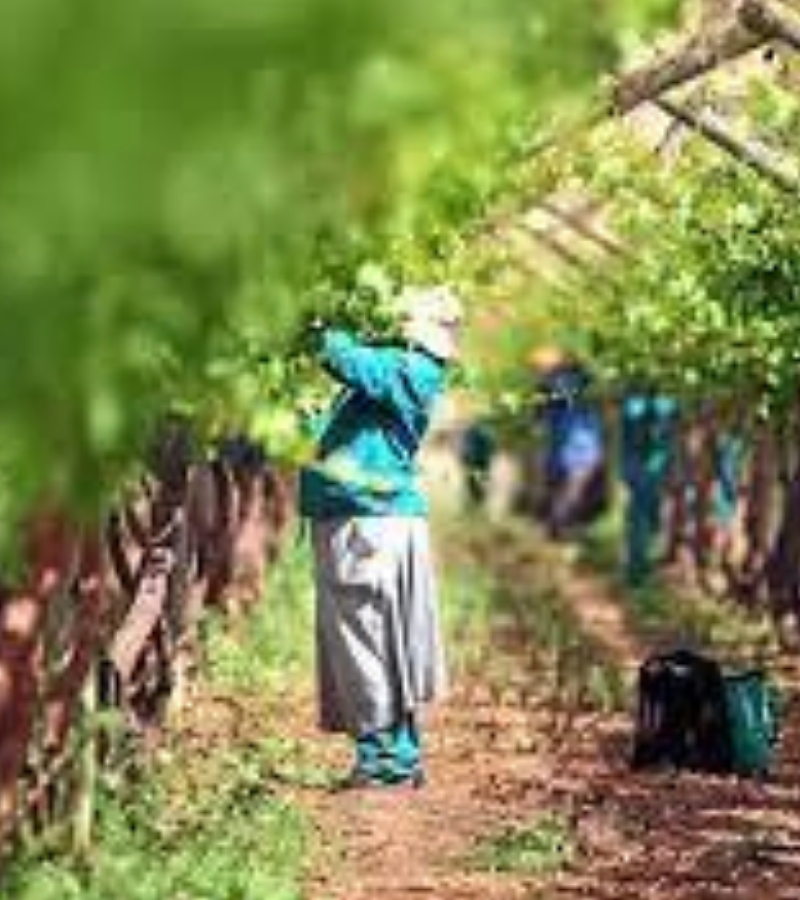 Central%20City%20Vineyard%20&%20Winery