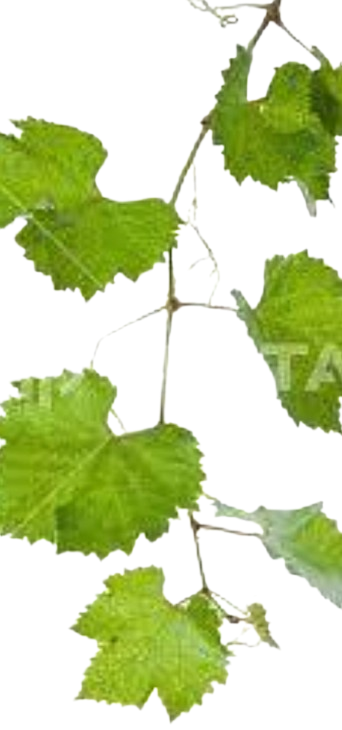 Central%20City%20Vineyard%20&%20Winery